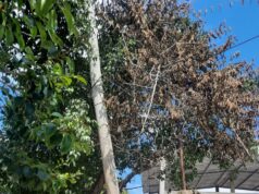 Barrio Ingeniero Snopek: un poste a punto de caerse mantiene en vilo a una familia