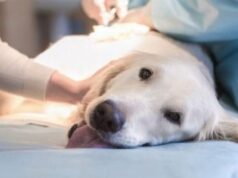 Castración gratuita de mascotas en San Pedro