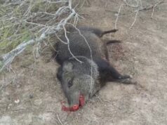 Palma Sola: Detienen a dos cazadores furtivos con un pecarí eviscerado