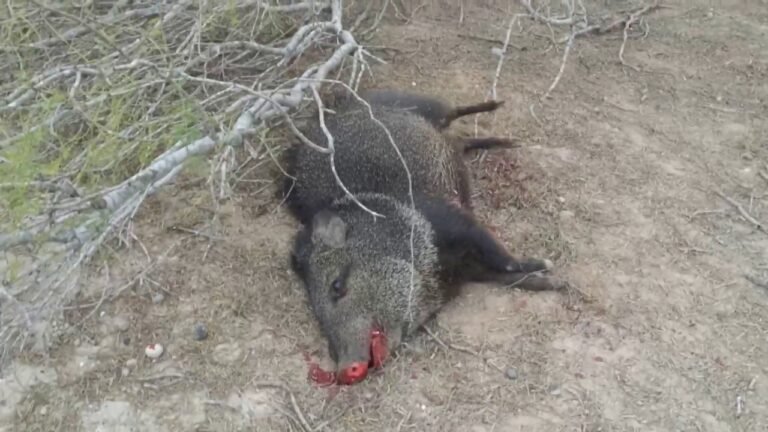 Palma Sola: Detienen a dos cazadores furtivos con un pecarí eviscerado