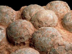 Hallaron en la Patagonia más de 100 huevos de dinosaurios con sus embriones