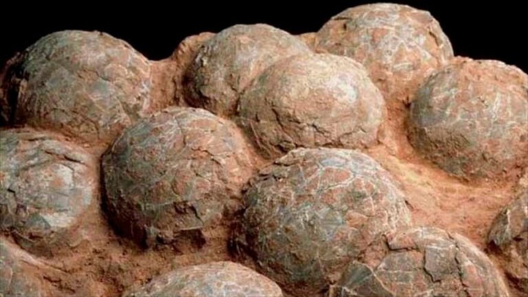 Hallaron en la Patagonia más de 100 huevos de dinosaurios con sus embriones