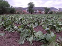 Granizo en los Valles: se registran más de 100 denuncias de productores que sufrieron daños por el granizo