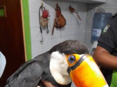 San Pedro: Rescatan a tucán herido