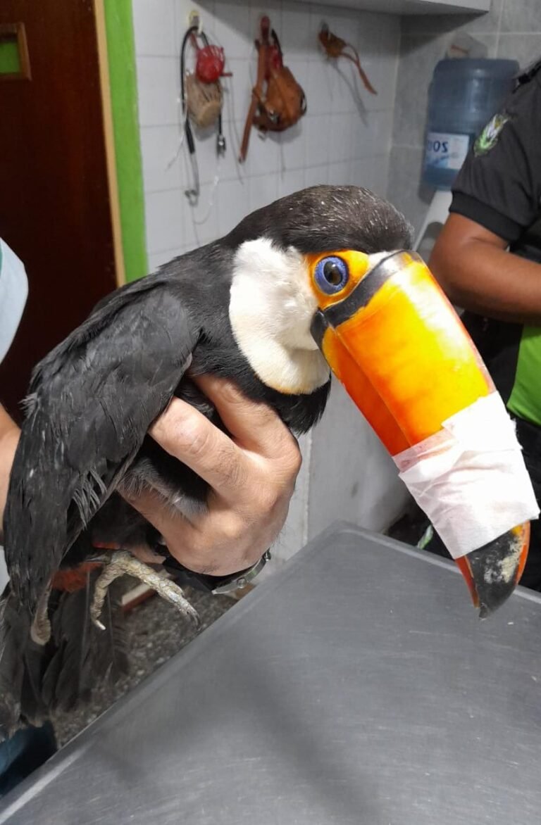 San Pedro: Rescatan a tucán herido
