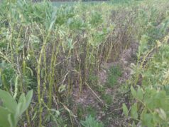 Agricultores piden ayuda para salvar sus cultivos