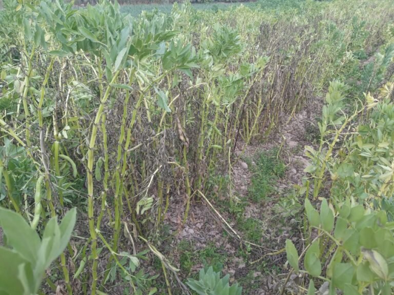 Agricultores piden ayuda para salvar sus cultivos