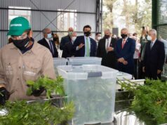 Se inauguró el Complejo de Biotecnología para producir cannabis medicinal a escala industrial en Jujuy