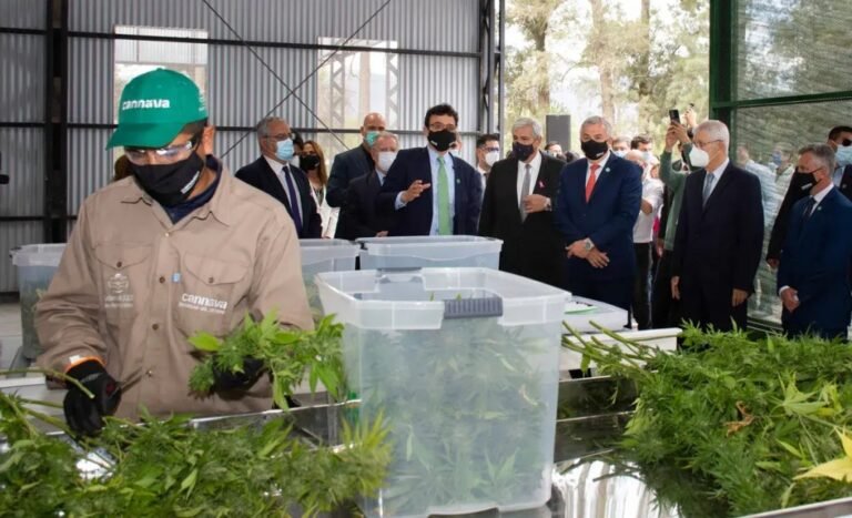 Se inauguró el Complejo de Biotecnología para producir cannabis medicinal a escala industrial en Jujuy