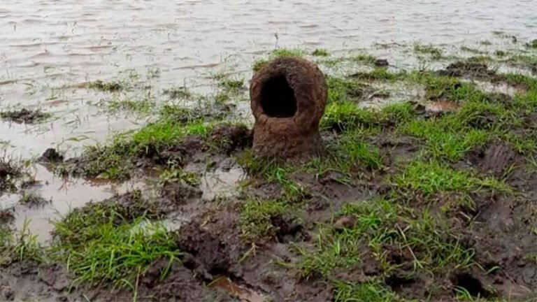 Hornero hizo nido a orillas de una laguna: Afirman que es «mal presagio»