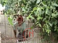 San Pedro: Capturaron al conocido delincuente «Catu» Camacho y su cómplice «Kiriku»