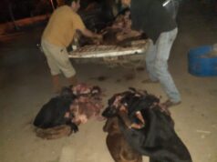 Detienen a cuatreros con 17 cueros vacunos