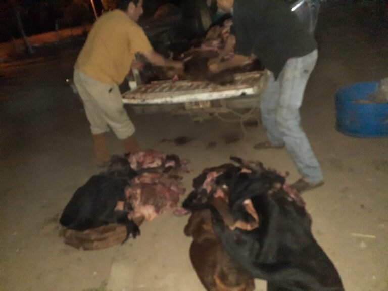 Detienen a cuatreros con 17 cueros vacunos
