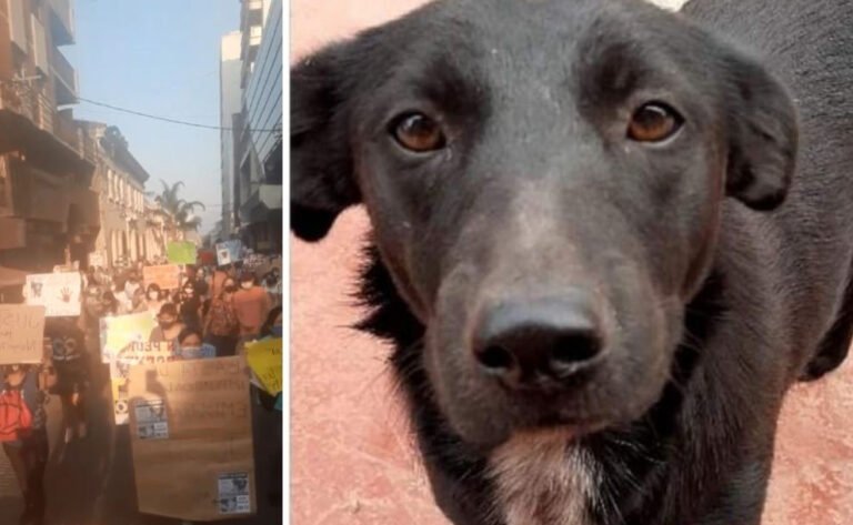 El imputado del caso “Negrita” deberá cumplir 1 año de prisión y no podrá acercarse a animales