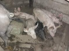 Pampa Blanca: Se robaron los chanchos que eran para la fiesta