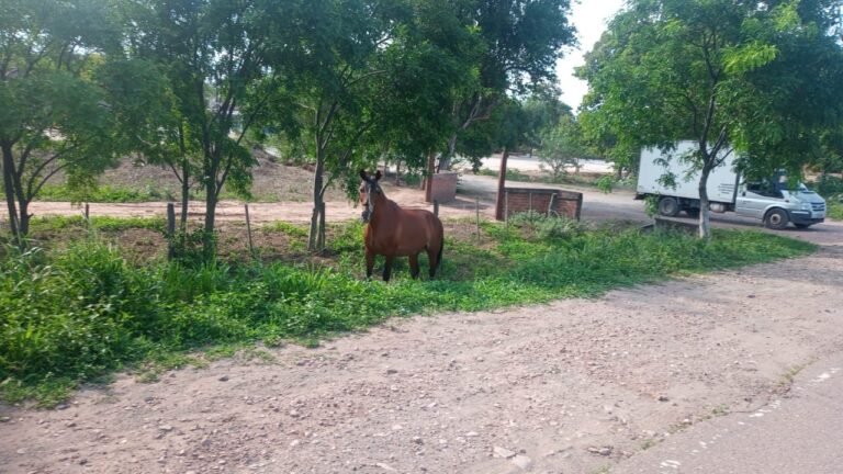 Secuestro de animales sueltos e intervención por pesca furtiva