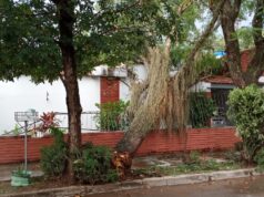 Caída de árboles por temporal en San Pedro