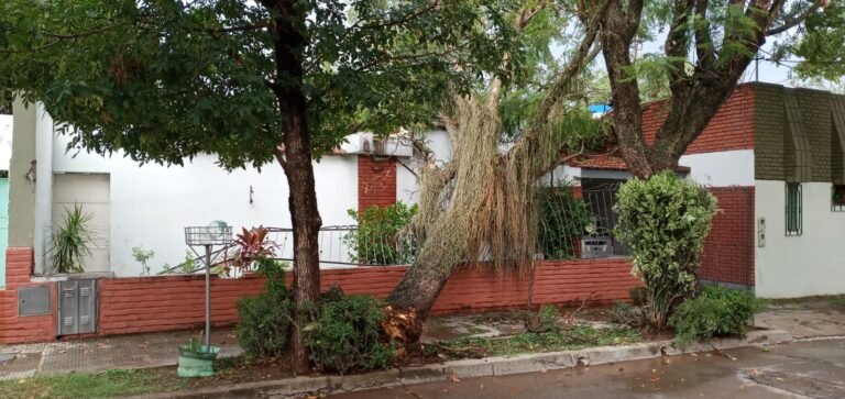 Caída de árboles por temporal en San Pedro
