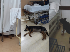 Crónica de un amor incondicional en Jujuy: un perro acompaña a su dueño en el hospital