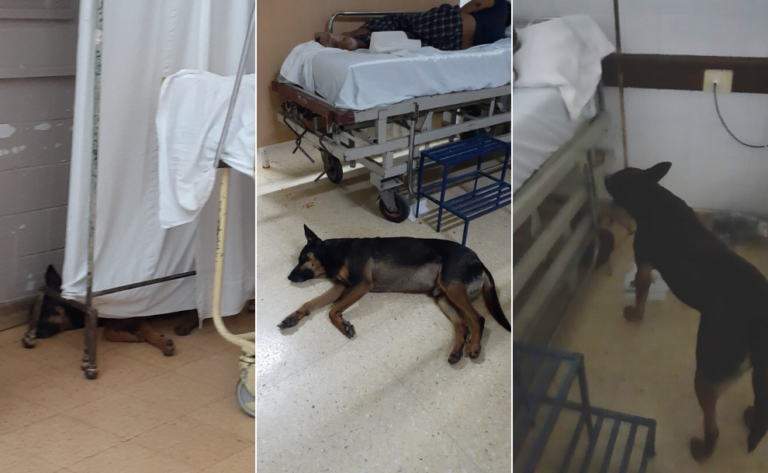 Crónica de un amor incondicional en Jujuy: un perro acompaña a su dueño en el hospital