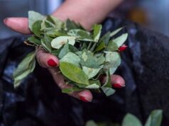 Jujuy: Una joven mujer muere al ahogarse con hojas de coca