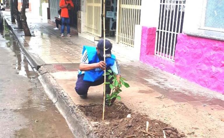 El municipio de San Pedro plantó cerca de 160 árboles en un plan de forestación