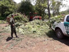 Aseguran que el secuestro de marihuana en la finca de un jujeño es el más importante registrado en Argentina