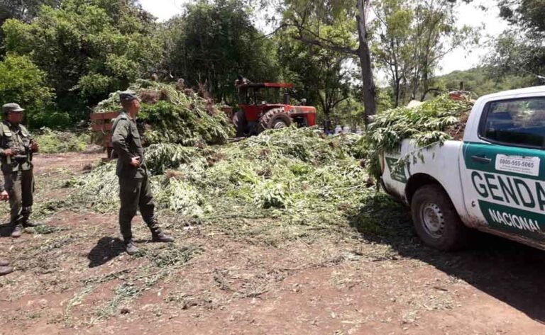 Aseguran que el secuestro de marihuana en la finca de un jujeño es el más importante registrado en Argentina