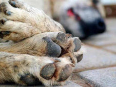 Palma Sola: Cinco perros murieron envenenados