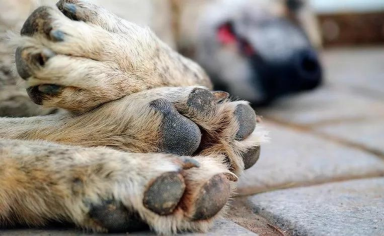 Palma Sola: Cinco perros murieron envenenados
