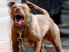Bebé atacado por un pitbull en San Pedro: no se labró un acta contravencional