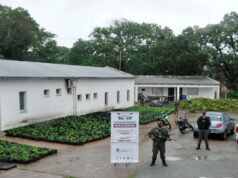 Quemaron las 10 mil plantas de marihuana secuestradas en la finca de un jujeño