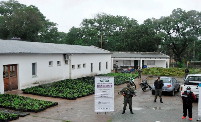 Quemaron las 10 mil plantas de marihuana secuestradas en la finca de un jujeño