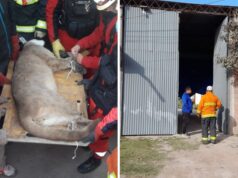 Palpalá: rescataron a un puma que había ingresado a una vivienda