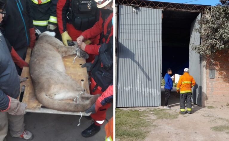 Palpalá: rescataron a un puma que había ingresado a una vivienda