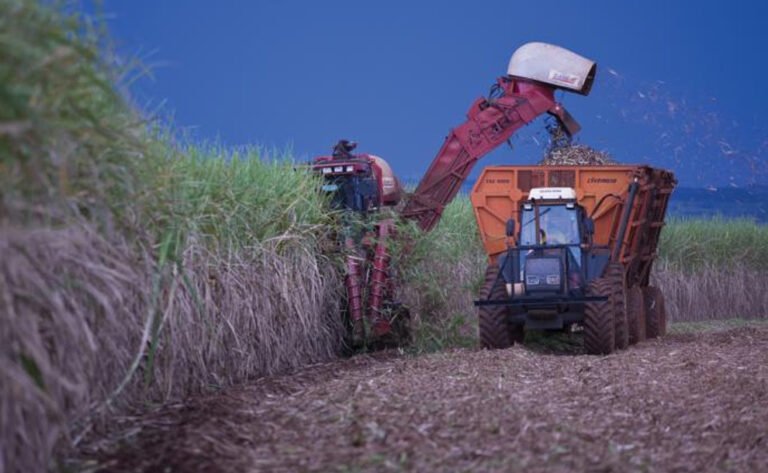 El Gobierno de Jujuy declaró la emergencia agraria para el sector cañero