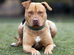 Perros de raza fuerte: ¿Qué legislación tiene Jujuy?