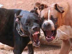 Incrementaron las denuncias por ataques de perros en Jujuy