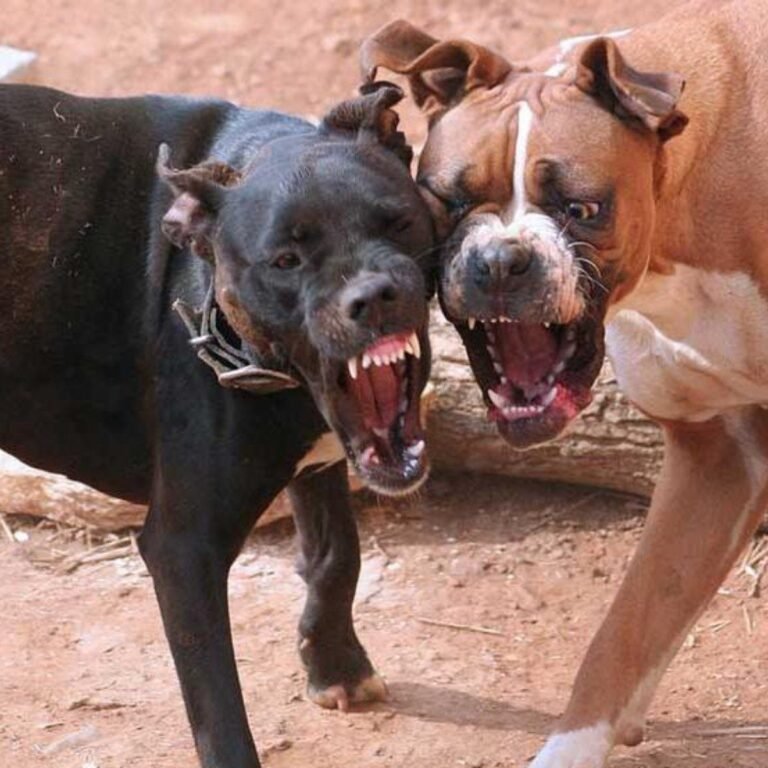 Incrementaron las denuncias por ataques de perros en Jujuy