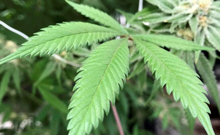 El Gobierno legalizó la compra de semillas de cannabis para cultivos con fines medicinales