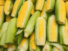 Inflación en Jujuy: la docena de choclos aumentó un 100% en un año