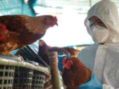 Estiman que ascienden a 660,000 las aves muertas por la gripe aviar