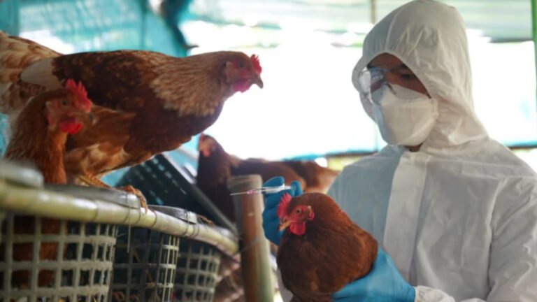 Estiman que ascienden a 660,000 las aves muertas por la gripe aviar
