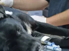 Exceso de población animal en Jujuy: indicaron que la castración es la mejor opción