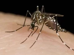 Dengue: cómo reconocer al mosquito y qué hacer para evitar picaduras