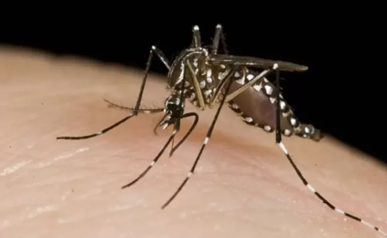 Dengue: cómo reconocer al mosquito y qué hacer para evitar picaduras
