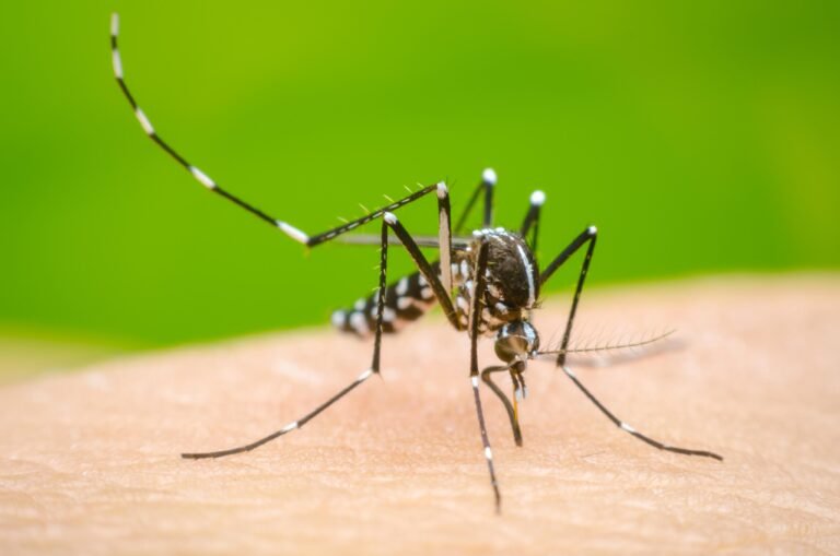Dengue en Jujuy: «Vamos varias veces a las casas y siguen los mismos cacharros juntando agua»