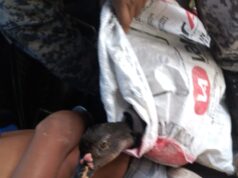 «Se roban lo que venga»: lo agarraron con las manos en el ganso