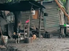 El insólito spot de un candidato a intendente que propone «cagar en un baño decente»